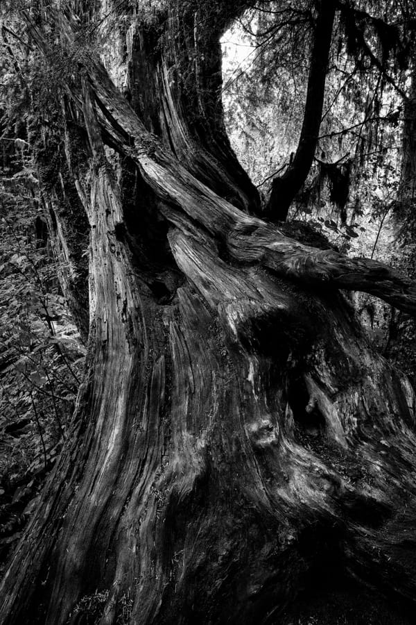 Pacific Northwest in Black and White